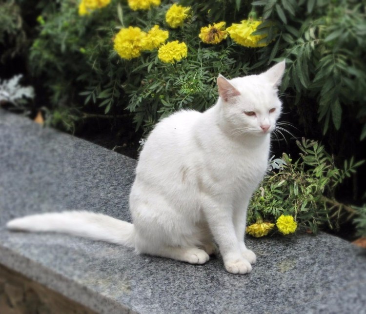 Британская короткошёрстная кошка белая