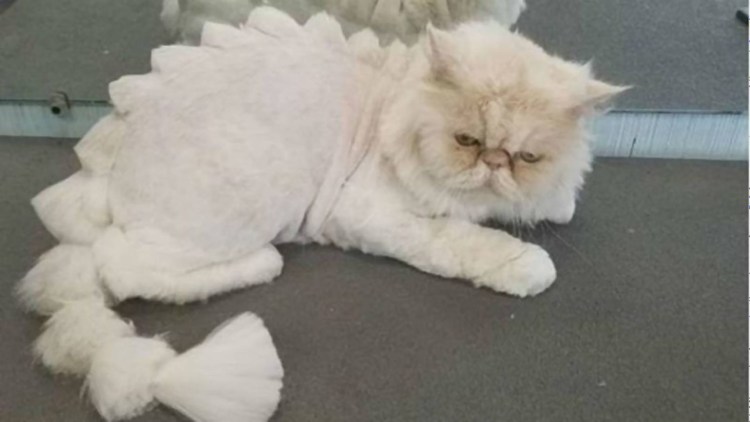 Стрижка котов