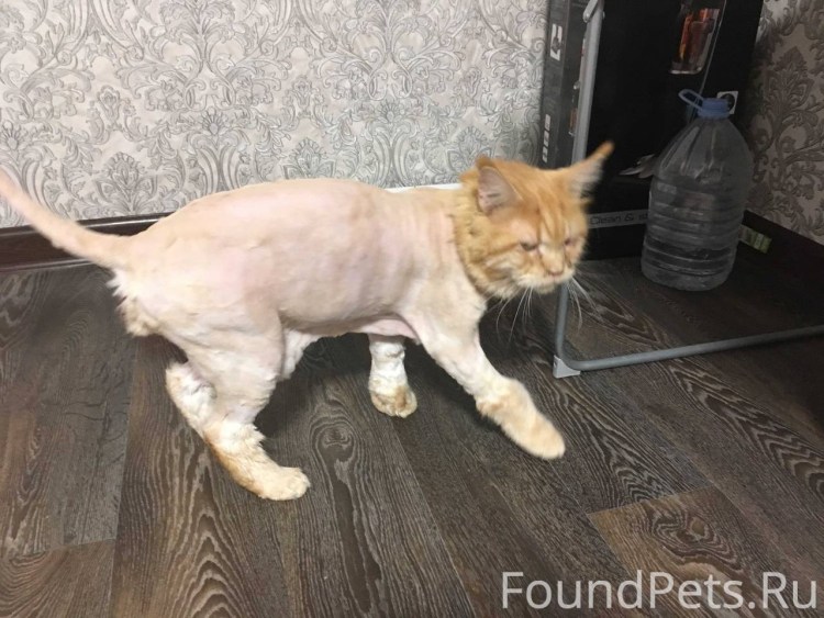 Груминг кошек