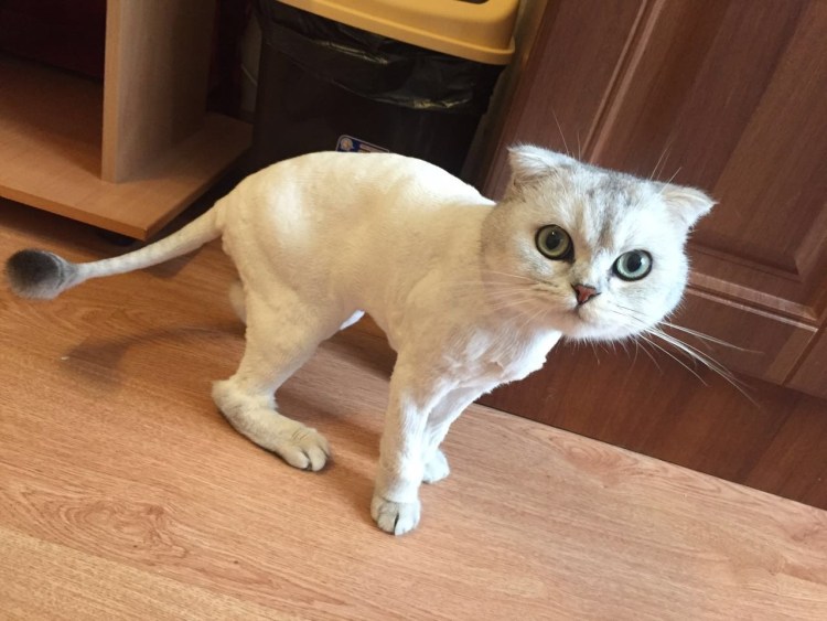 Стрижка кота скоттиш фолд