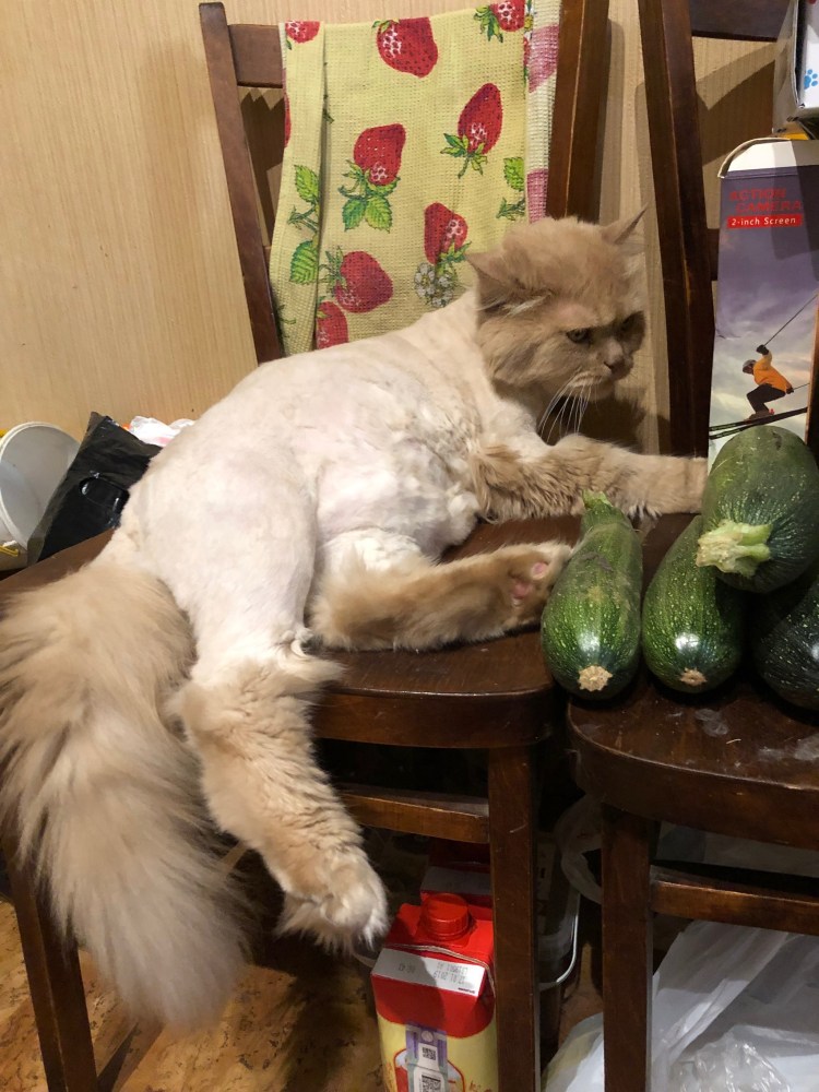 Стрижка кота стол