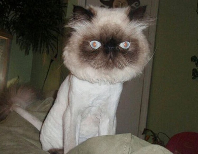 Стрижка длинношерстных кошек