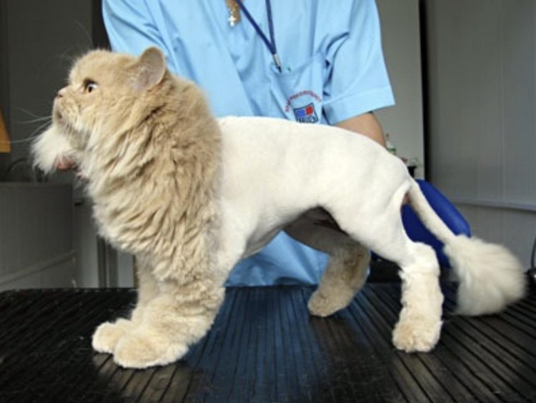 Стрижки котов серых