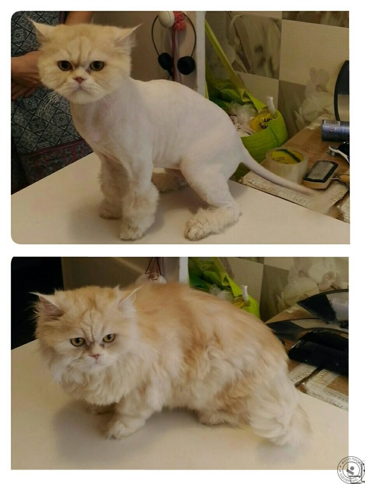 Побритый кот