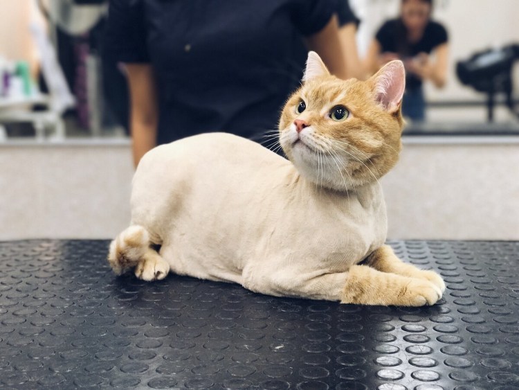 Стриженный черный кот