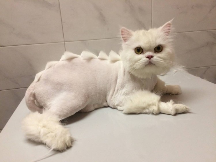 Стрижка кота под динозавра