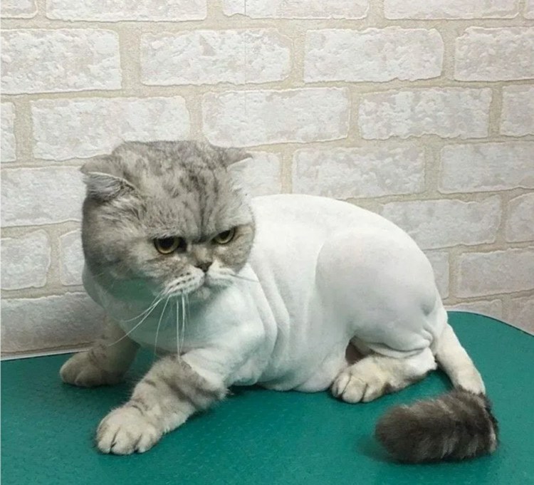 Стрижка длинношерстных кошек