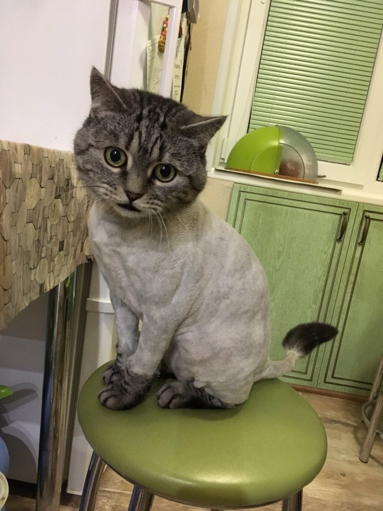 Креативные стрижки котов