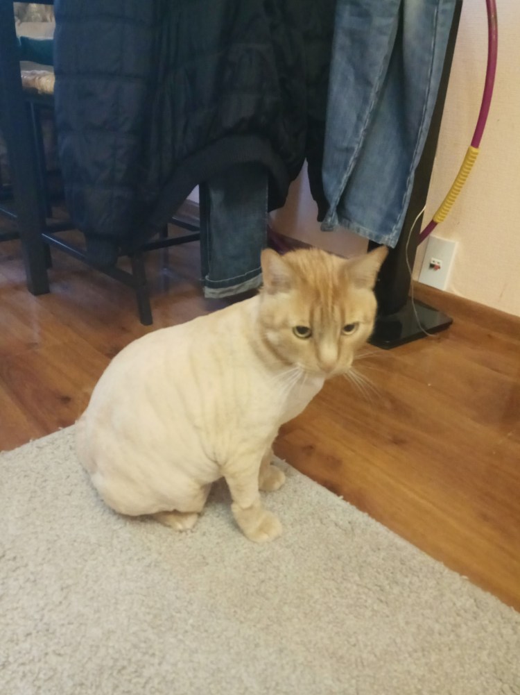 Шотландский кот стрижка Лев