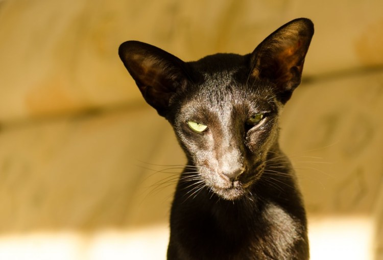 Ориентал кот Гавана