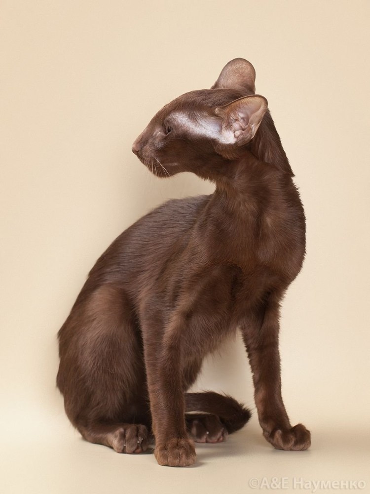 Кошка Ориентал Гавана