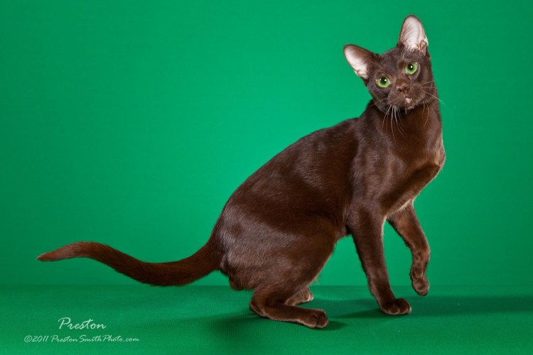 Ориентальная кошка Гавана