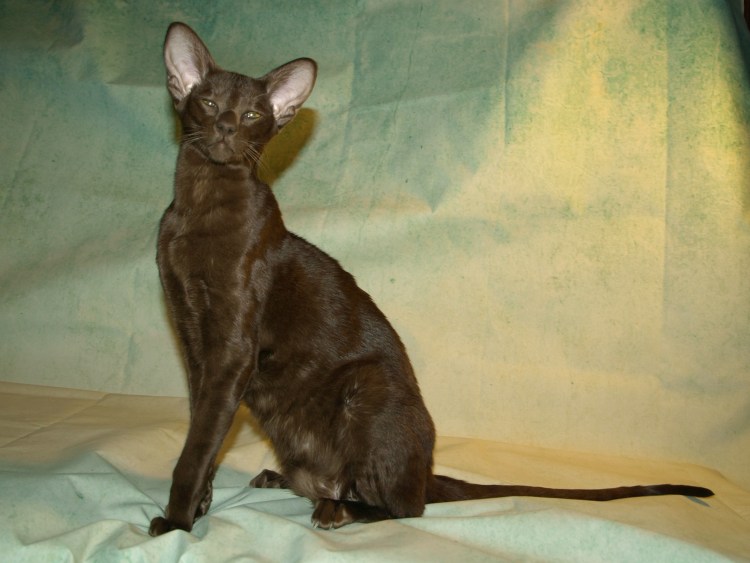 Ориентальный кот Гавана