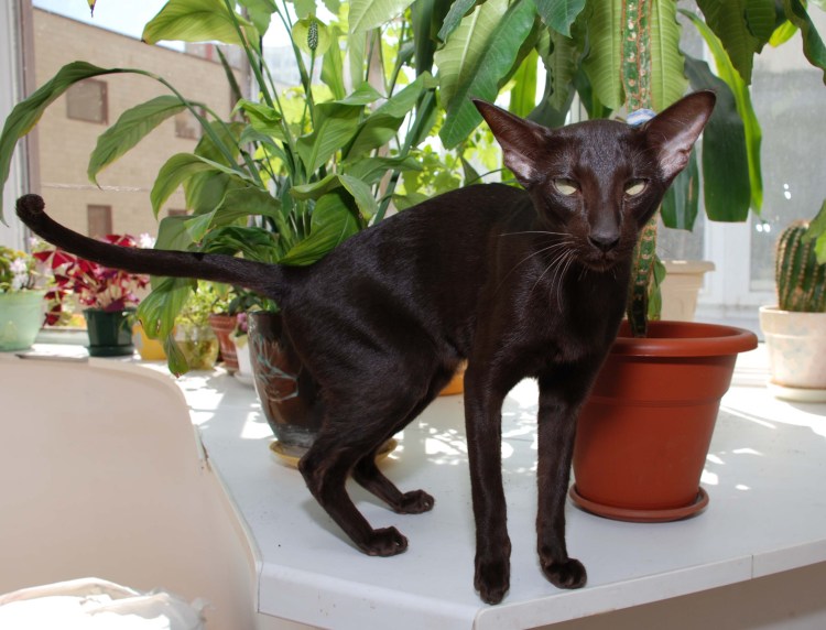 Ориентальная Гавана Браун