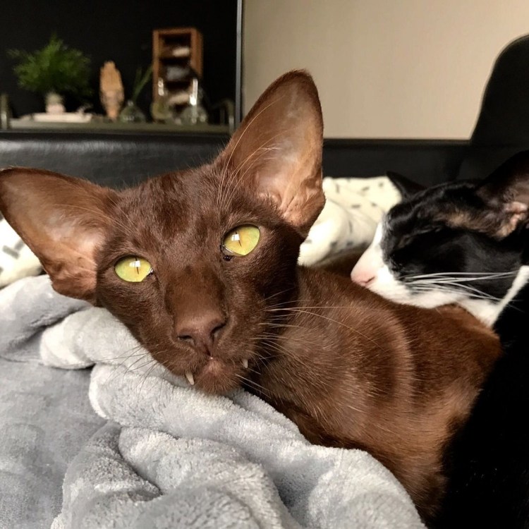 Ориентал Гавана Браун