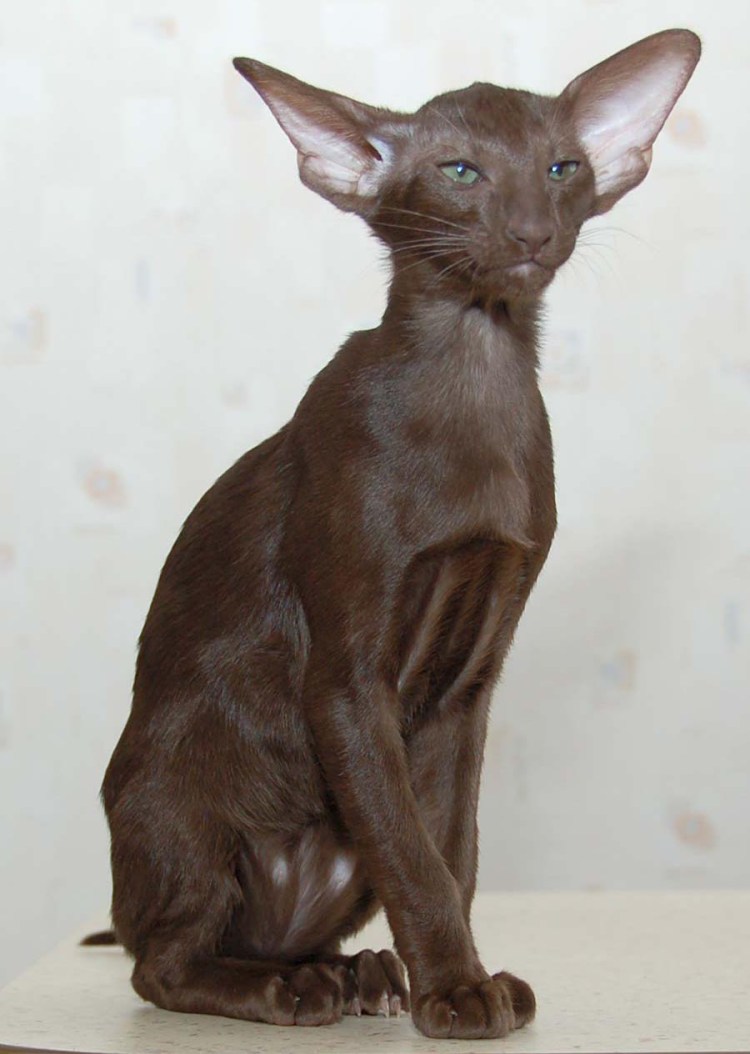 Порода Гавана Браун