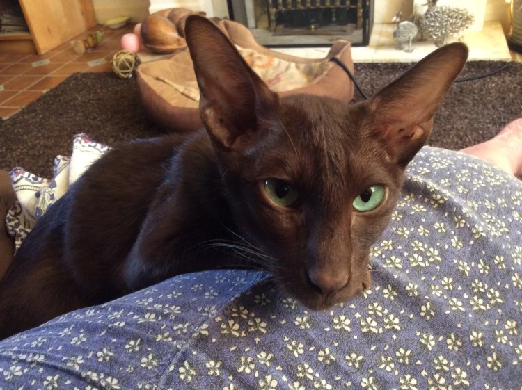 Гавана Браун