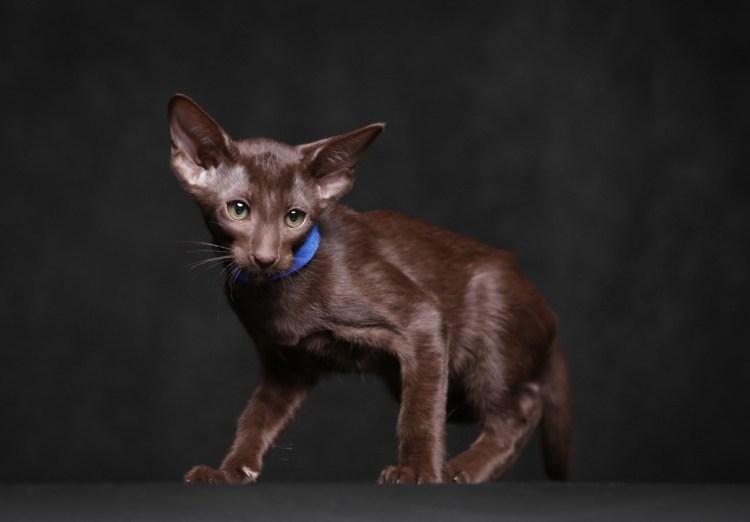 Ориентал Гавана Браун