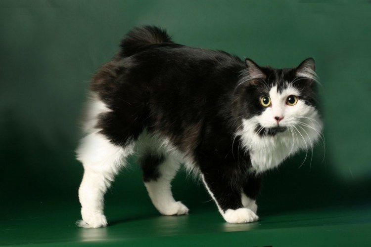 Курильский бобтейл