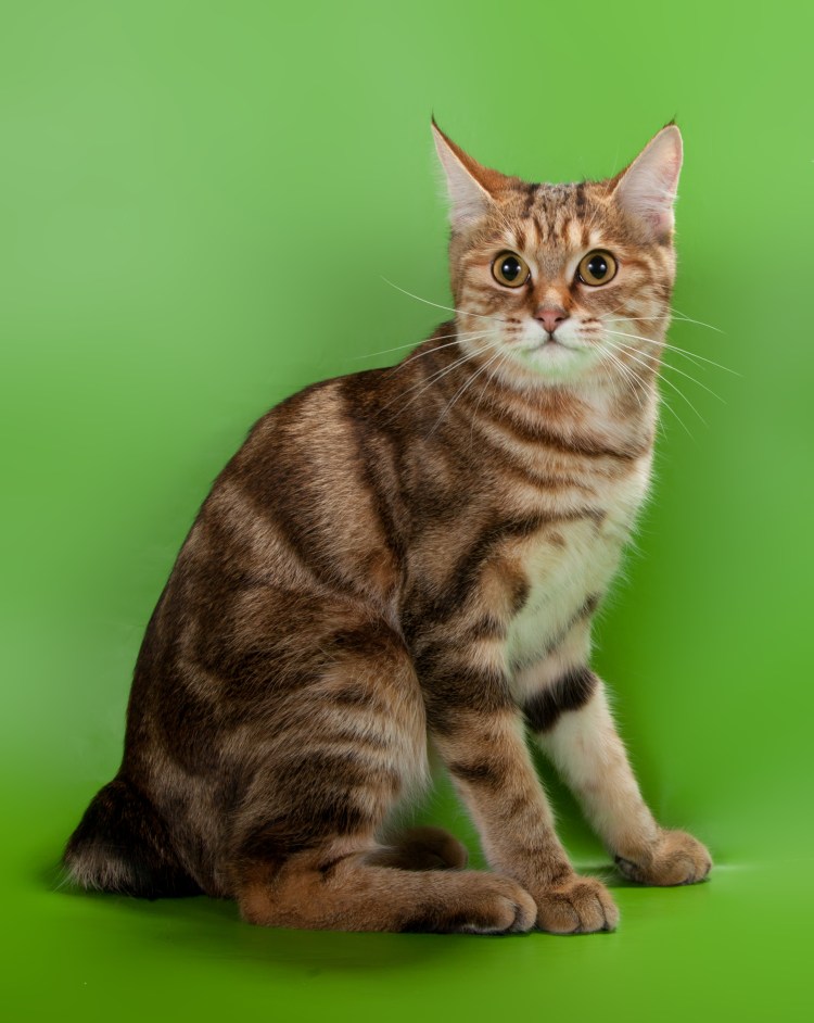 Кот Курильский бобтейл