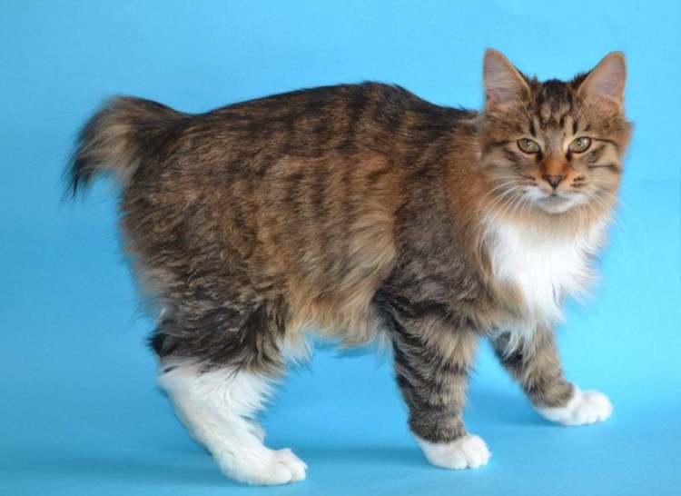 Бобтейл кот