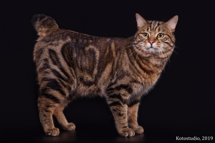 Карельский бобтейл