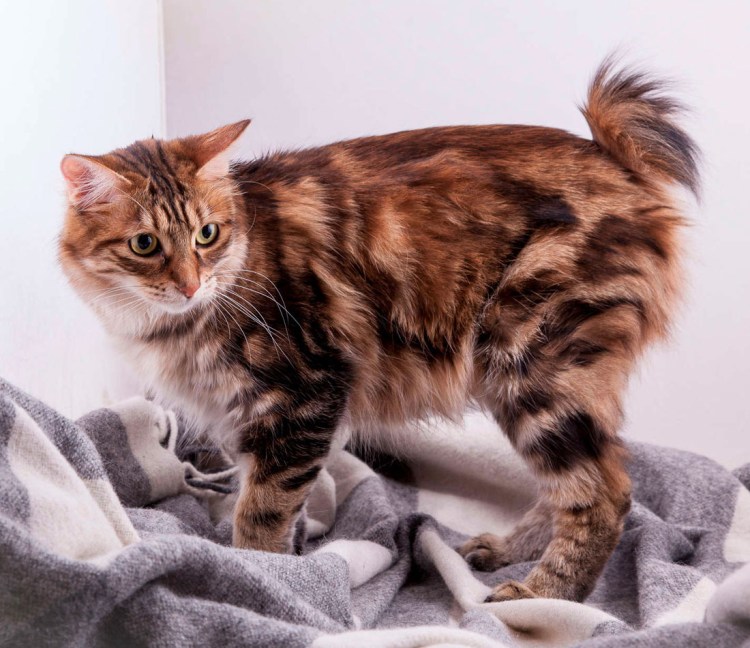 Порода кошек Курильский бобтейл