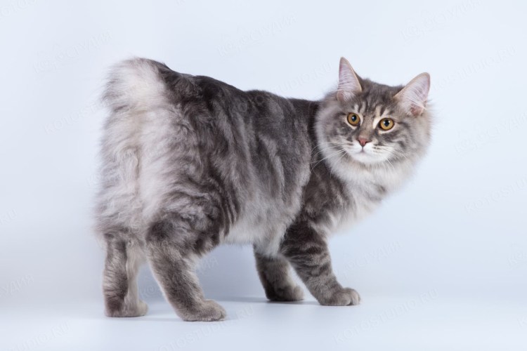 Бобтейл кошка