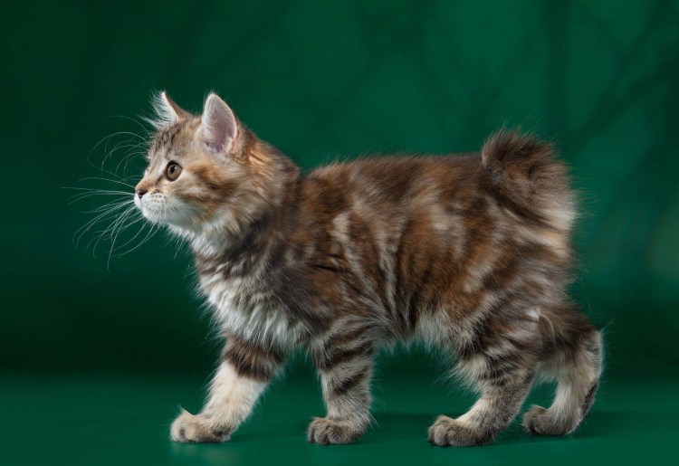 Курильский бобтейл Сибирский