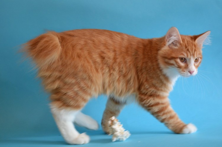 Сибирский бобтейл черный