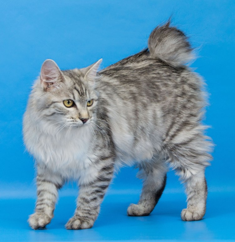 Курильская Рысь