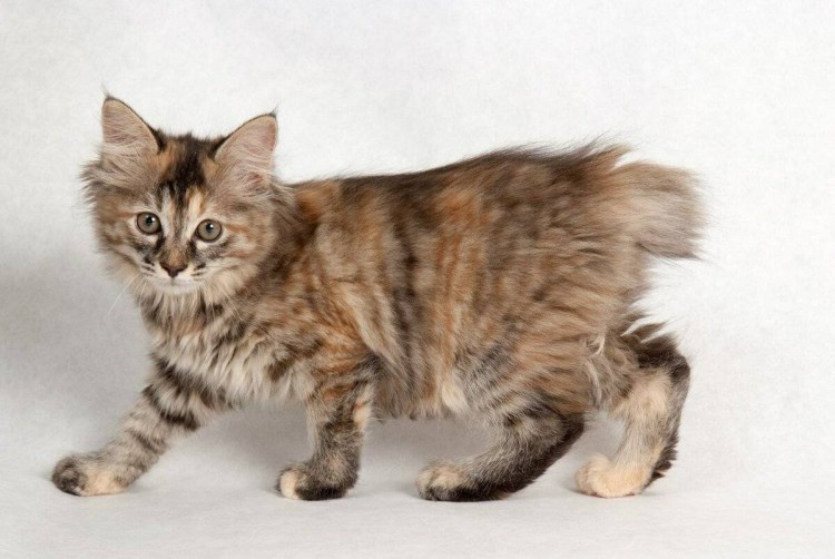 Американский бобтейл короткошёрстный