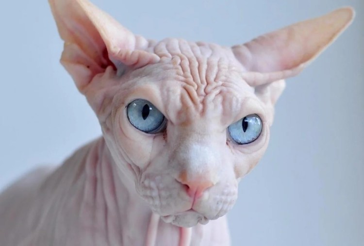 Ориентальная порода кошек