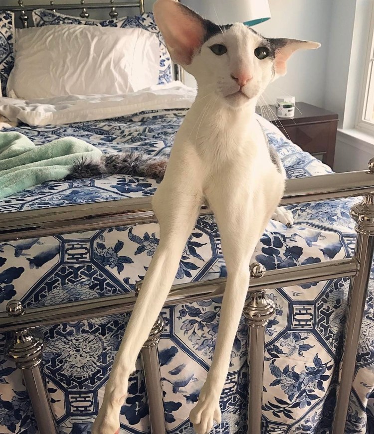 Порода Ориентал Добби