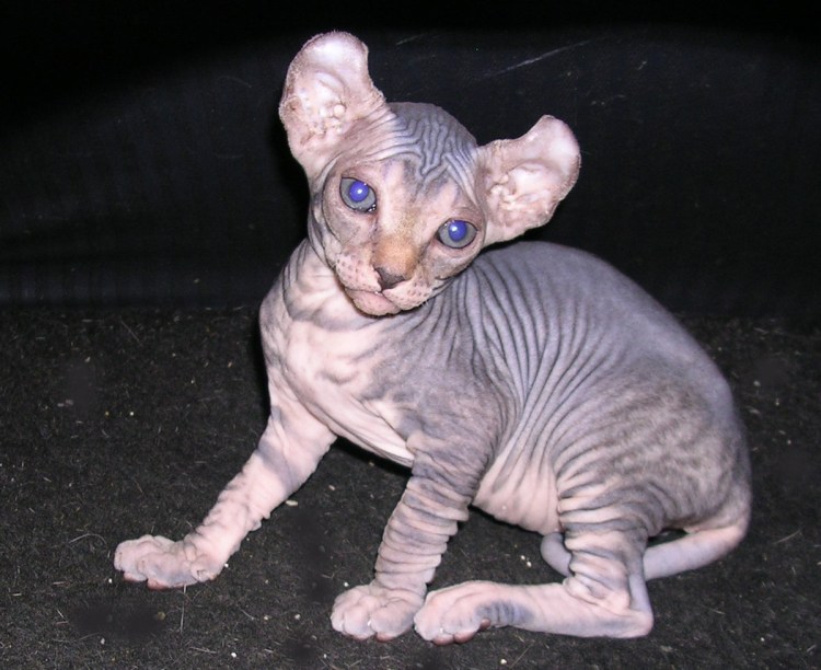 Ориентальный кот грузин