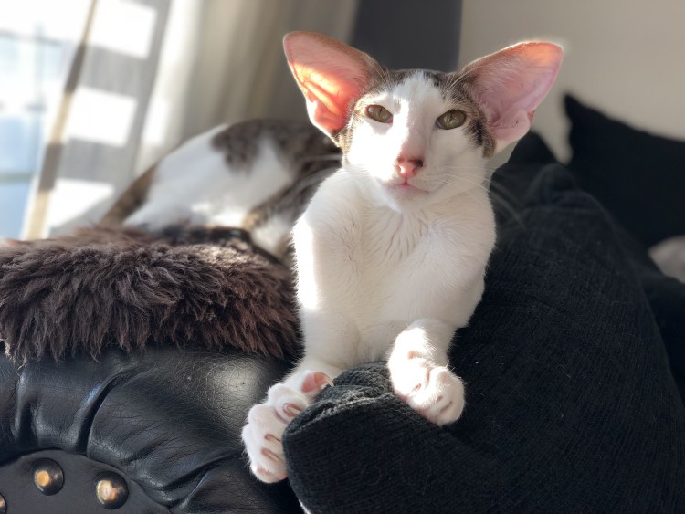 Ориентал кот Эльф