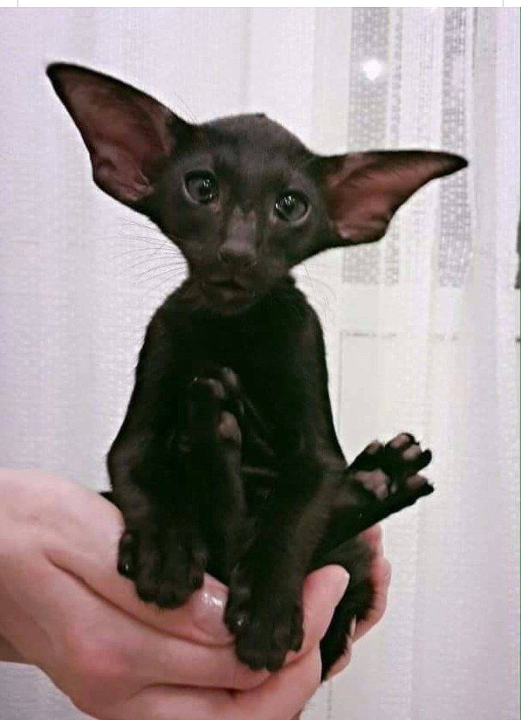 Девон крыса