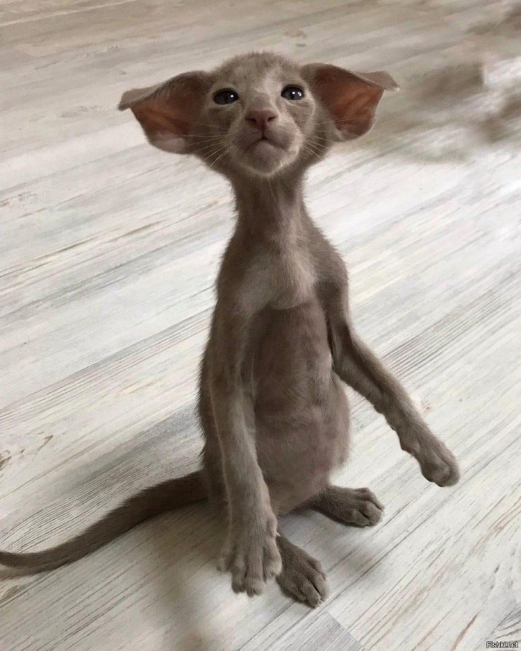 Коты ориенталы грузины