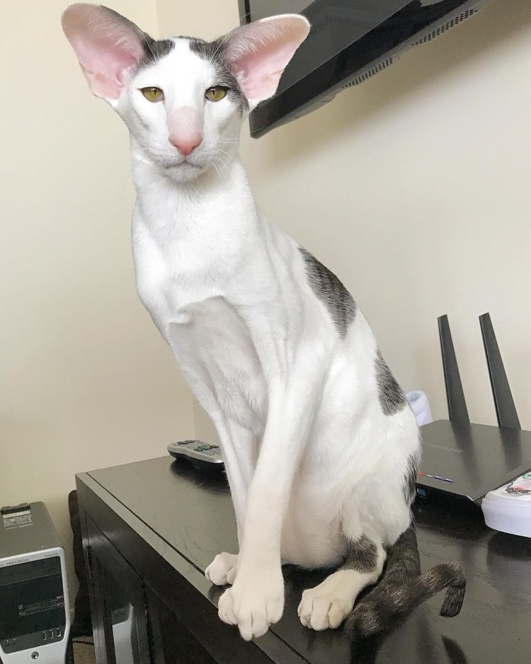 Кот грузин порода Ориентал