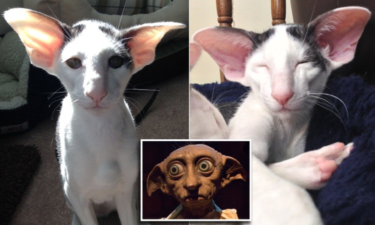 Кот Ориентал грузин