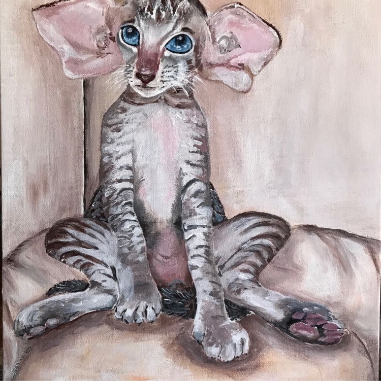 Ориентальный кот грузин