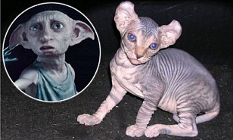 Коты ориенталы