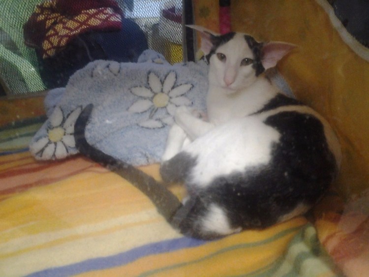 Коты ориенталы