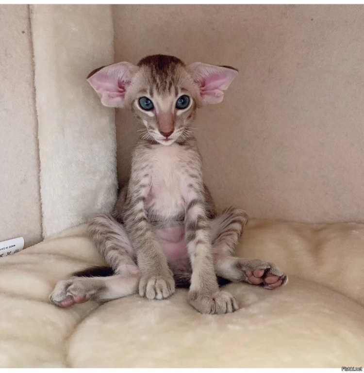 Ориентал Добби цена