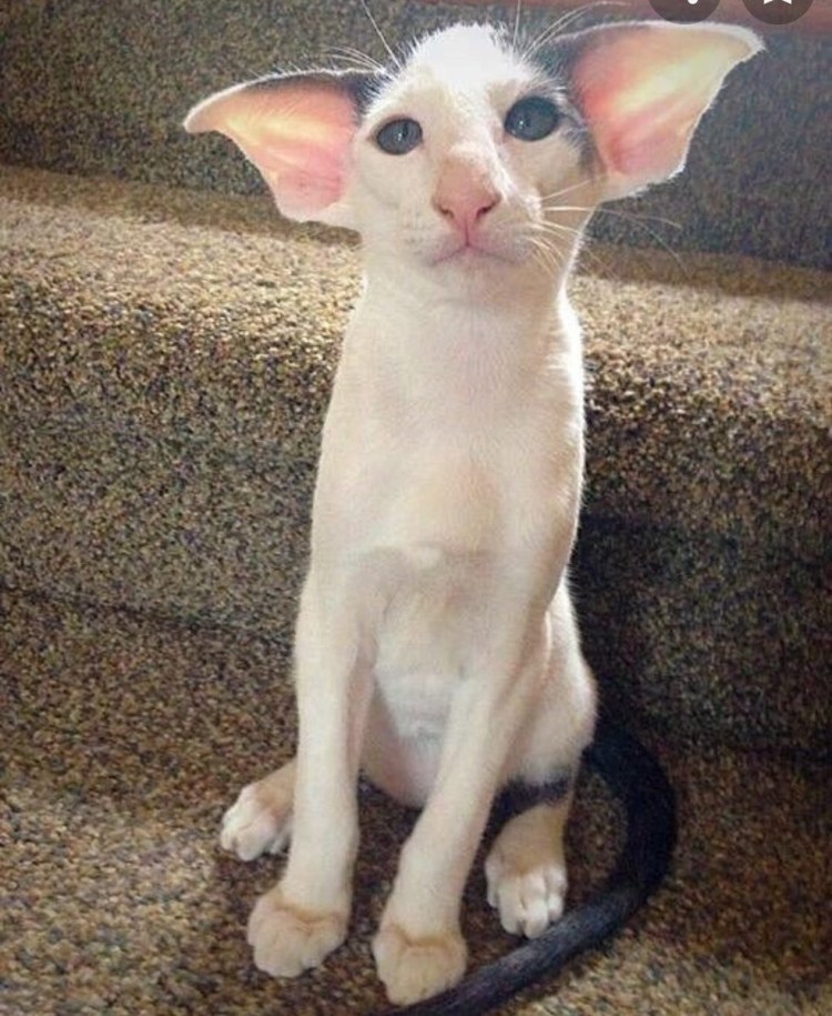 Кошка Добби