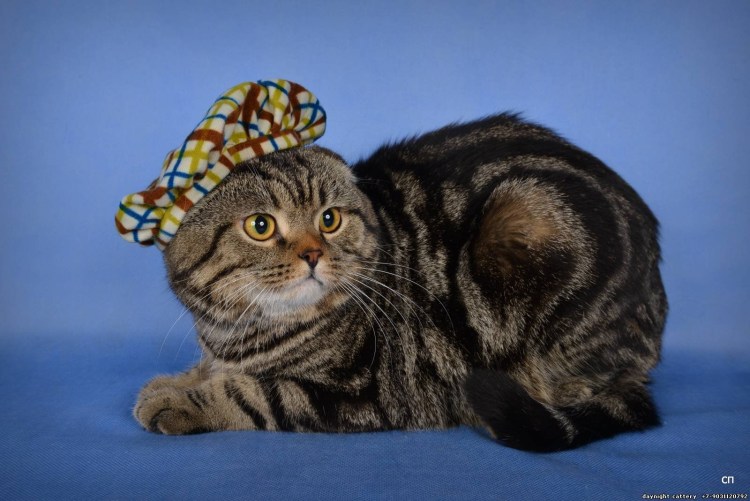 Кошка скоттиш фолд