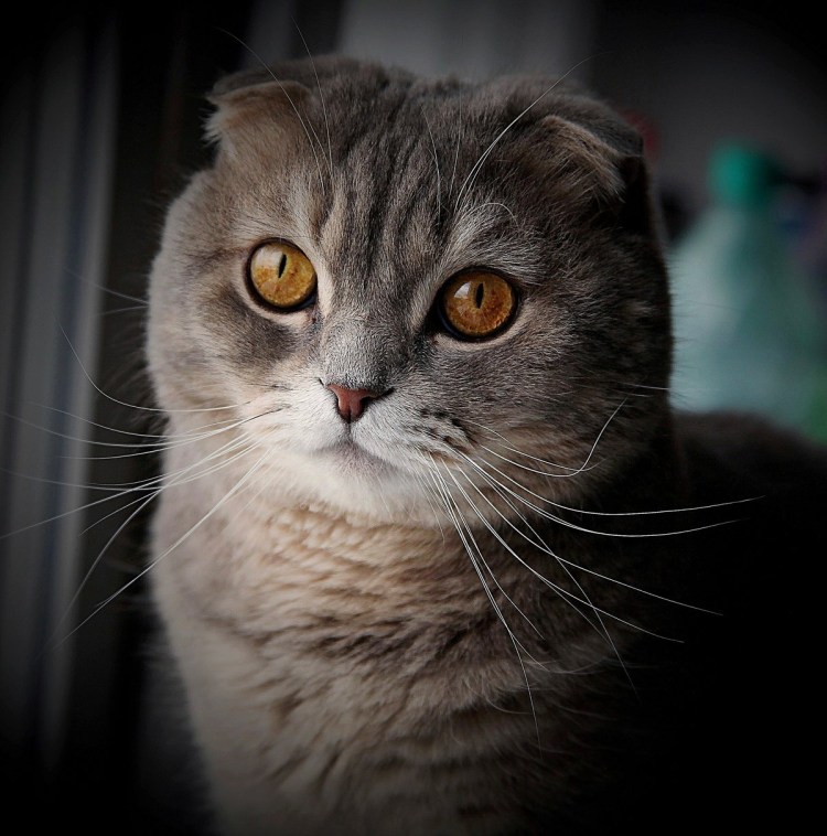 Кот вислоухий скоттиш фолд