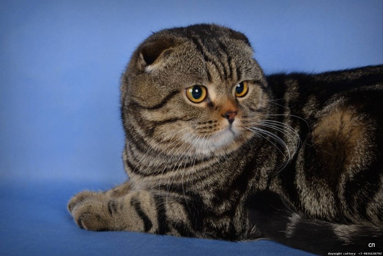 Шотландский вислоухий кот скоттиш фолд