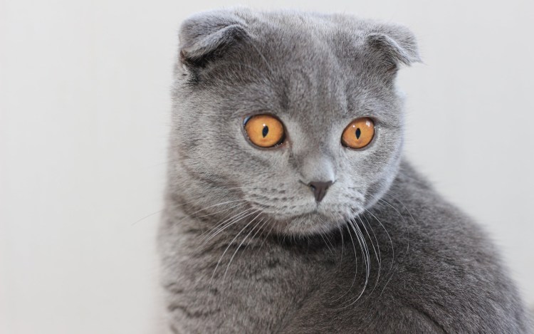 Шотландская вислоухая кошка фолд