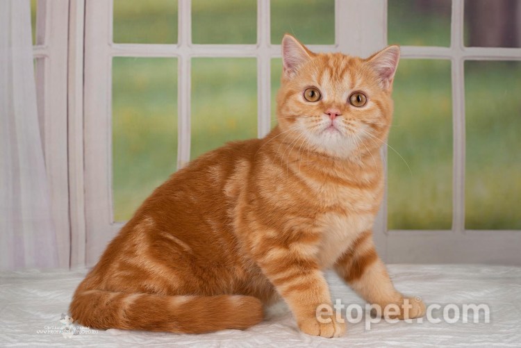 Шотландский прямоухий рыжий